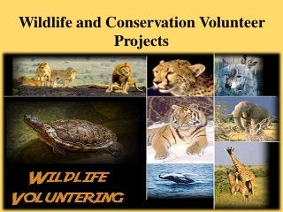 Wildlife and Conservation Volunteer
Projects
 