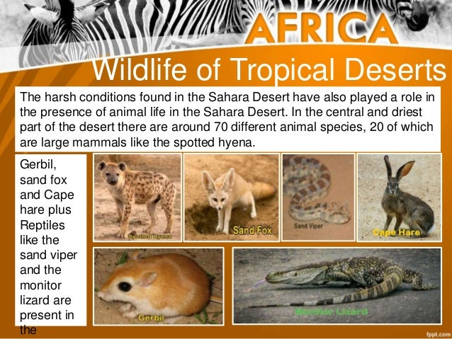 Wildlife and Transportation of Africa