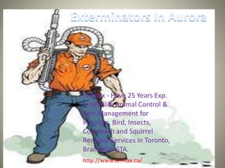 Termax - Have 25 Years Exp. 
in Wildlife Animal Control & 
Pest Management for 
Raccoon, Bird, Insects, 
Cockroach and Squirrel 
Removal Services in Toronto, 
Brampton GTA. 
http://www.termax.ca/ 
