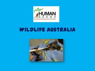 WildLife Australia
 