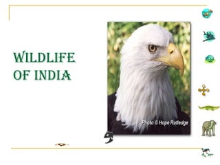 Wildlife
of india
 
