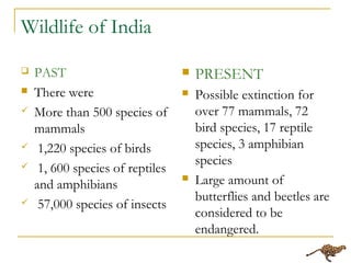 Wildlife of India
 PAST
 There were
 More than 500 species of
mammals
 1,220 species of birds
 1, 600 species of reptiles
and amphibians
 57,000 species of insects
 PRESENT
 Possible extinction for
over 77 mammals, 72
bird species, 17 reptile
species, 3 amphibian
species
 Large amount of
butterflies and beetles are
considered to be
endangered.
 