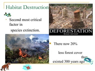 Habitat Destruction
• Second most critical
factor in
species extinction.
 There now 20%
less forest cover
than
existed 300 years ago
 