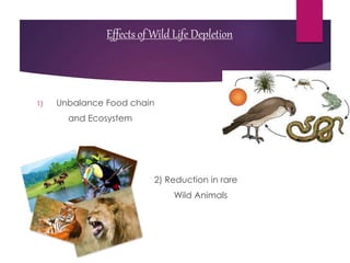 Effects of Wild Life Depletion
1) Unbalance Food chain
and Ecosystem
2) Reduction in rare
Wild Animals
 