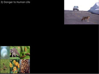3) Danger to Human Life
4) Impact on Biodiversity
 