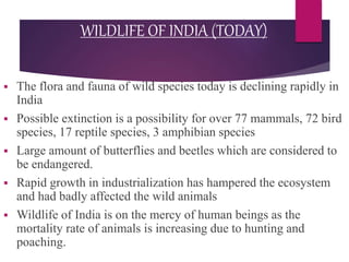 WILDLIFE OF INDIA (TODAY)
 The flora and fauna of wild species today is declining rapidly in
India
 Possible extinction is a possibility for over 77 mammals, 72 bird
species, 17 reptile species, 3 amphibian species
 Large amount of butterflies and beetles which are considered to
be endangered.
 Rapid growth in industrialization has hampered the ecosystem
and had badly affected the wild animals
 Wildlife of India is on the mercy of human beings as the
mortality rate of animals is increasing due to hunting and
poaching.
 