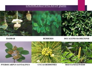 ENDANGERED SPECIES OF plants
PTEROCARPUS SANTALINUS CYCAS BEDDOMEI RED SANDALWOOD
BAOBAB BERBERIS DECALEPIS HAMILTONII
 