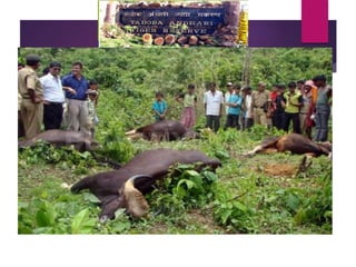 8 INDIAN BISONS (GAUR) WERE KILLED IN TATR BY
ADULTERING UREA
 