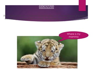 conclusion
Forests and wildlife are the renewable natural resource and if all the planned programmes
are effectively executed, in a few decades the flora and the fauna will start flourishing
Where is my
mamma
 