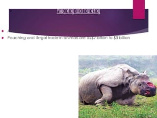 Poaching and hunting
 Another major cause of animal species extinction.
 Poaching and illegal trade in animals are US$2 billion to $3 billion
 