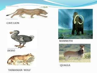 CAVE LION
DODO
TASMANIAN WOLF
MAMMOTH
QUAGGA
 