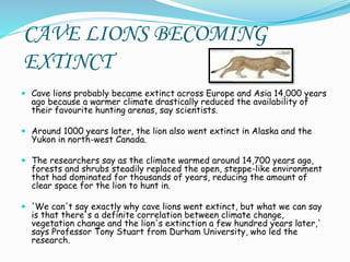 CAVE LIONS BECOMING
EXTINCT
 Cave lions probably became extinct across Europe and Asia 14,000 years
ago because a warmer climate drastically reduced the availability of
their favourite hunting arenas, say scientists.
 Around 1000 years later, the lion also went extinct in Alaska and the
Yukon in north-west Canada.
 The researchers say as the climate warmed around 14,700 years ago,
forests and shrubs steadily replaced the open, steppe-like environment
that had dominated for thousands of years, reducing the amount of
clear space for the lion to hunt in.
 'We can't say exactly why cave lions went extinct, but what we can say
is that there's a definite correlation between climate change,
vegetation change and the lion's extinction a few hundred years later,'
says Professor Tony Stuart from Durham University, who led the
research.
 