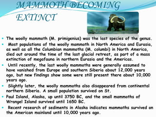 MAMMOTH BECOMING
EXTINCT
 The woolly mammoth (M. primigenius) was the last species of the genus.
 Most populations of the woolly mammoth in North America and Eurasia,
as well as all the Columbian mammoths (M. columbi) in North America,
died out around the time of the last glacial retreat, as part of a mass
extinction of megafauna in northern Eurasia and the Americas.
 Until recently, the last woolly mammoths were generally assumed to
have vanished from Europe and southern Siberia about 12,000 years
ago, but new findings show some were still present there about 10,000
years ago.
 Slightly later, the woolly mammoths also disappeared from continental
northern Siberia. A small population survived on St.
 Paul Island, Alaska, up until 3750 BC, and the small mammoths of
Wrangel Island survived until 1650 BC.
 Recent research of sediments in Alaska indicates mammoths survived on
the American mainland until 10,000 years ago.
 