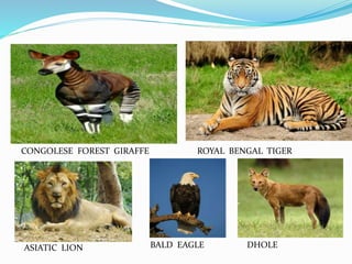 CONGOLESE FOREST GIRAFFE ROYAL BENGAL TIGER
ASIATIC LION BALD EAGLE DHOLE
 