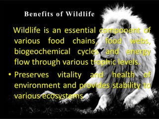 Benefits of Wildlife
Wildlife is an essential component of
various food chains, food webs,
biogeochemical cycles and energy
flow through various trophic levels.
• Preserves vitality and health of
environment and provides stability to
various ecosystems
 