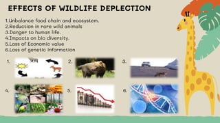 Wildlife Conservation.pptx