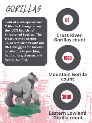 GORILLAS
Cross River
Gorillas count
Mountain Gorilla
count
Eastern Lowland
Gorilla count
170170170
360036003600
106310631063
3 out of 4 sub-species are
Critically Endangered on
the IUCN Red List of
Threatened Species. The
creature that carries
98.3% similarities with our
DNA struggles for survival
mostly due to poaching,
habitat loss, disease, and
human conflict.
 