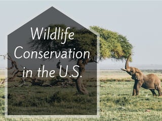 Wildlife
Conservation
in the U.S.
 