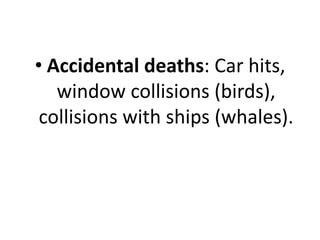 • Accidental deaths: Car hits,
window collisions (birds),
collisions with ships (whales).
 