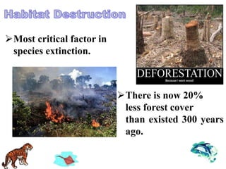 Most critical factor in
species extinction.
There is now 20%
less forest cover
than existed 300 years
ago.
 