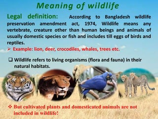 Meaning of wildlife
Legal definition: According to Bangladesh wildlife
preservation amendment act, 1974, Wildlife means any
vertebrate, creature other than human beings and animals of
usually domestic species or fish and includes till eggs of birds and
reptiles.
 Example: lion, deer, crocodiles, whales, trees etc.
 Wildlife refers to living organisms (flora and fauna) in their
natural habitats.
 But cultivated plants and domesticated animals are not
included in wildlife!
 