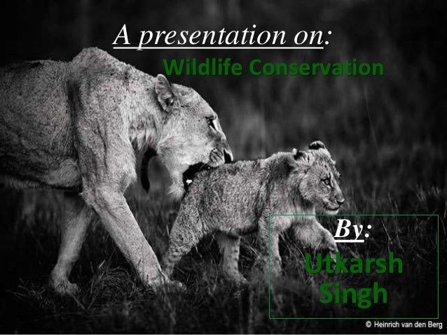 Wild life conservation essay