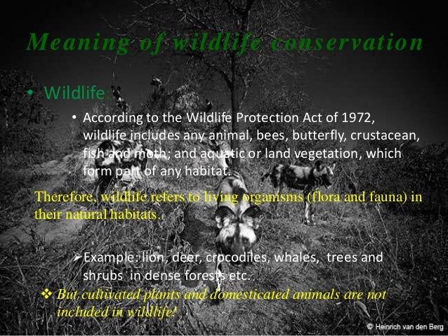 download ppt presentation on save wildlife download ppt presentation on save wildlife