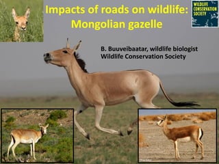 Impacts of roads on wildlife:
Mongolian gazelle
B. Buuveibaatar, wildlife biologist
Wildlife Conservation Society
 