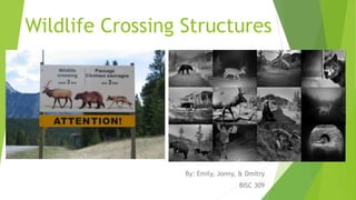 Wildlife Crossing Structures 
By: Emily, Jonny, & Dmitry 
BISC 309 
 