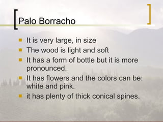 Palo Borracho It is very large, in size The wood is light and soft It has a form of bottle but it is more pronounced. It has flowers and the colors can be: white and pink. it has plenty of thick conical spines. 