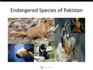Wildlife,endangered species,