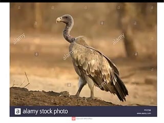 Wildlife,endangered species,