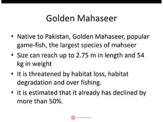 Wildlife,endangered species,