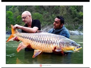 Wildlife,endangered species,