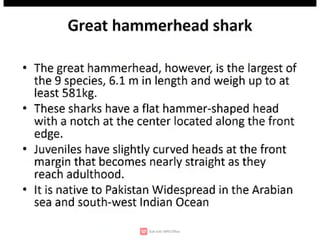 Wildlife,endangered species,