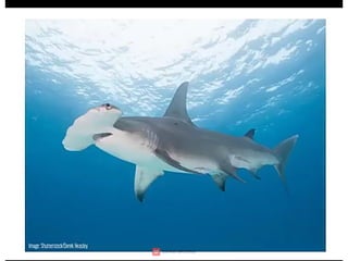 Wildlife,endangered species,