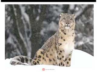 Wildlife,endangered species,