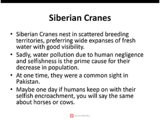 Wildlife,endangered species,