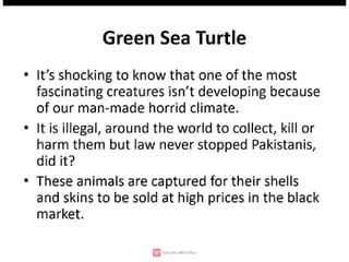 Wildlife,endangered species,