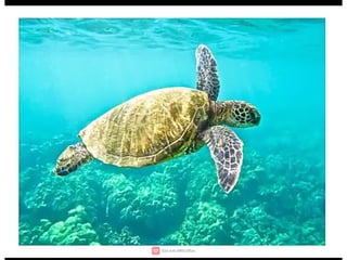 Wildlife,endangered species,