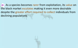 As a species becomes rarer from exploitation, its value on
the black market escalates making it even more desirable
despite the greater effort required to collect individuals from
declining populations
 