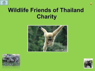 Wildlife Friends of Thailand  Charity 
