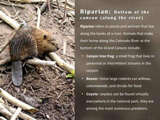 Wildlife: Grand Canyon National Park | PDF