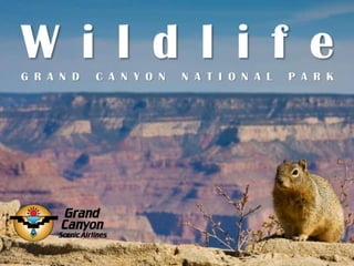 Wildlife: Grand Canyon National Park