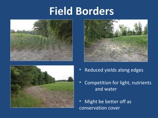 Field Borders
• Reduced yields along edges
• Competition for light, nutrients
and water
• Might be better off as
conservation cover
 