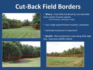 Cut-Back Field Borders
• Where: Crop fields bordered by non-desirable
trees and/or invasive species
-Tree-of-Heaven, sweet gum, maple
• Use a High-speed forestry mulcher, chainsaws
• Herbicide treatment is important!
• Benefit: More productive crops along field edge
plus improved wildlife habitat
 