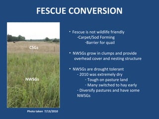 FESCUE CONVERSION
• Fescue is not wildlife friendly
-Carpet/Sod Forming
-Barrier for quail
• NWSGs grow in clumps and provide
overhead cover and nesting structure
• NWSGs are drought tolerant
- 2010 was extremely dry
- Tough on pasture land
- Many switched to hay early
- Diversify pastures and have some
NWSGs
NWSGs
CSGs
Photo taken 7/13/2010
 