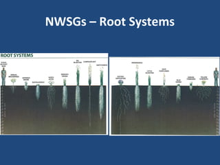 NWSGs – Root Systems
 