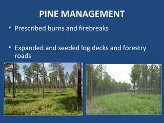 PINE MANAGEMENT
• Prescribed burns and firebreaks
• Expanded and seeded log decks and forestry
roads
 