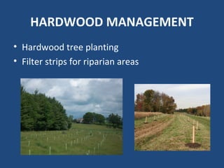 HARDWOOD MANAGEMENT
• Hardwood tree planting
• Filter strips for riparian areas
 